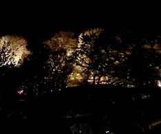15 Blick auf den Tannenwald von meinem Balkon aus