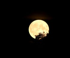23 Mond mit Bäumen aus Laboe